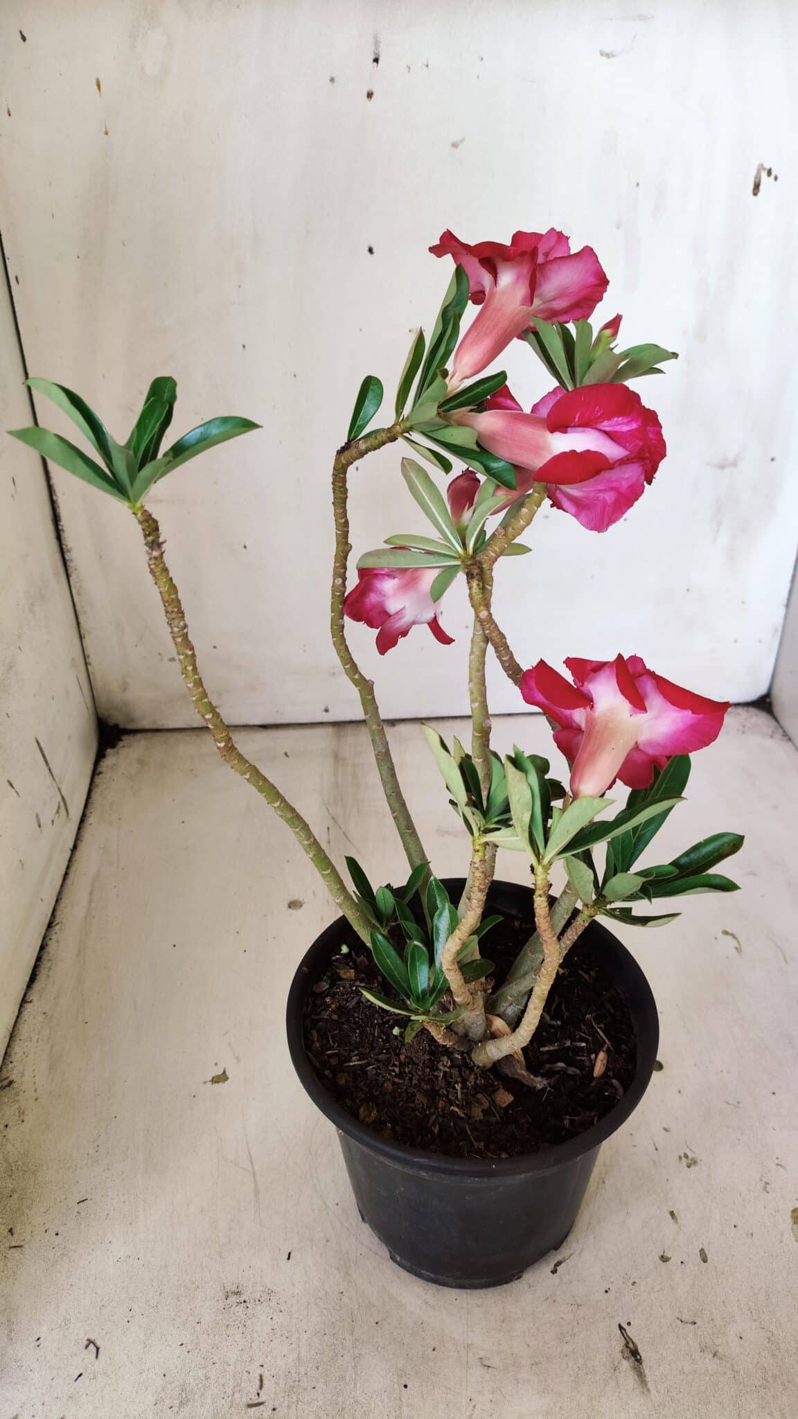 Planta Dobrada 3016 – 30cm – 02 anos