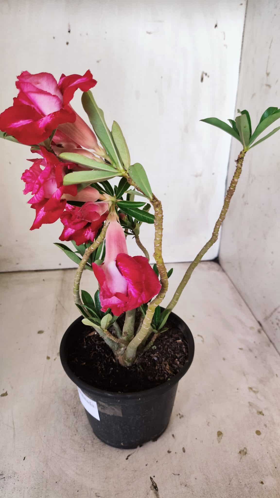 Planta Dobrada 3016 – 30cm – 02 anos