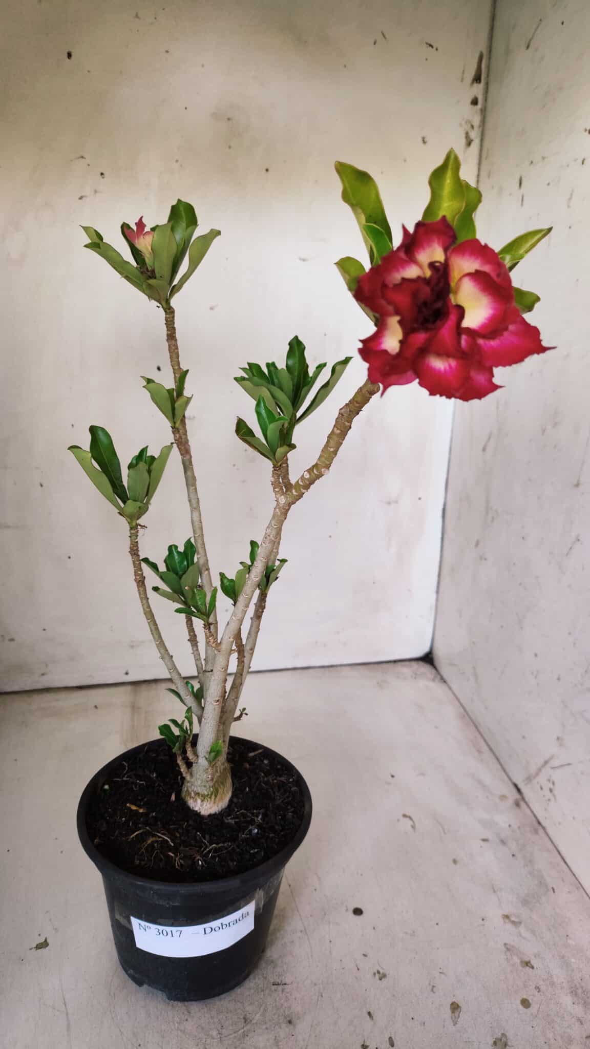 Planta Dobrada 3017 – 30cm – 02 anos