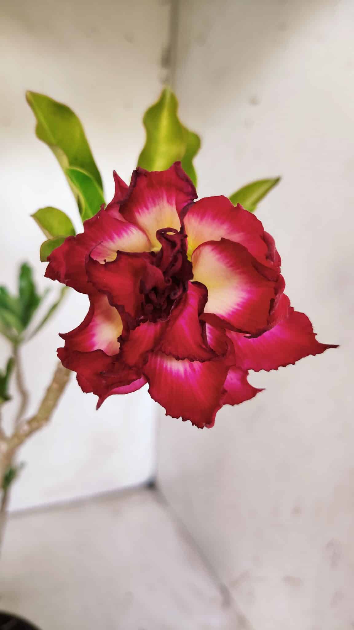 Planta Dobrada 3017 – 30cm – 02 anos