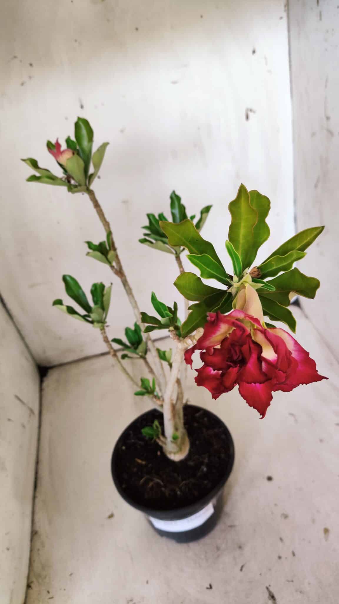 Planta Dobrada 3017 – 30cm – 02 anos
