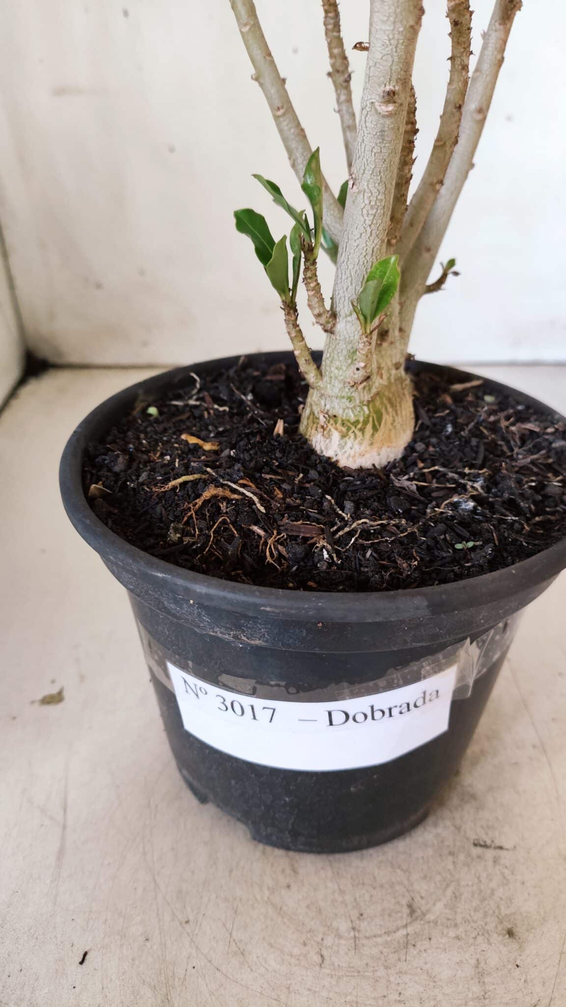 Planta Dobrada 3017 – 30cm – 02 anos