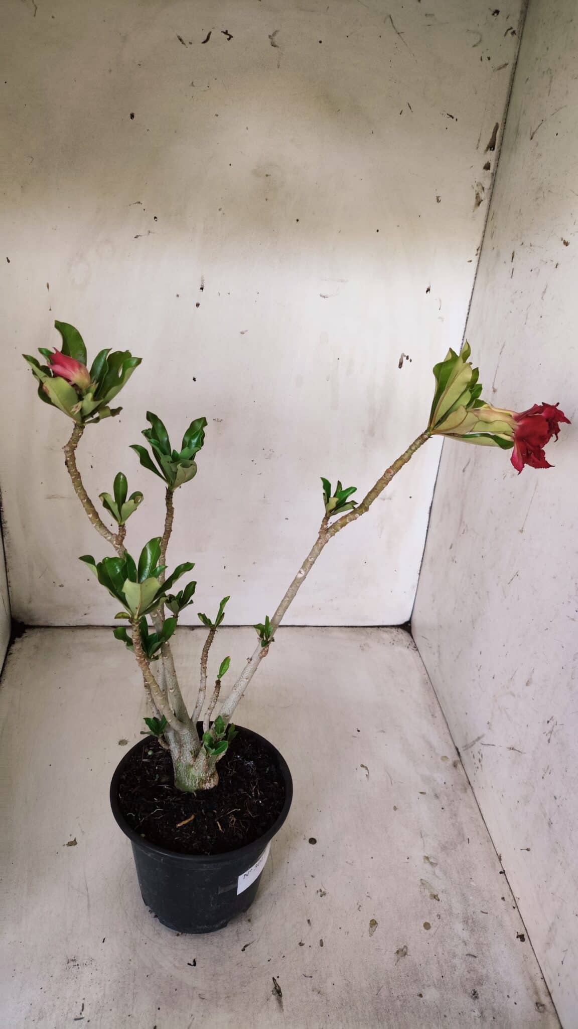 Planta Dobrada 3017 – 30cm – 02 anos
