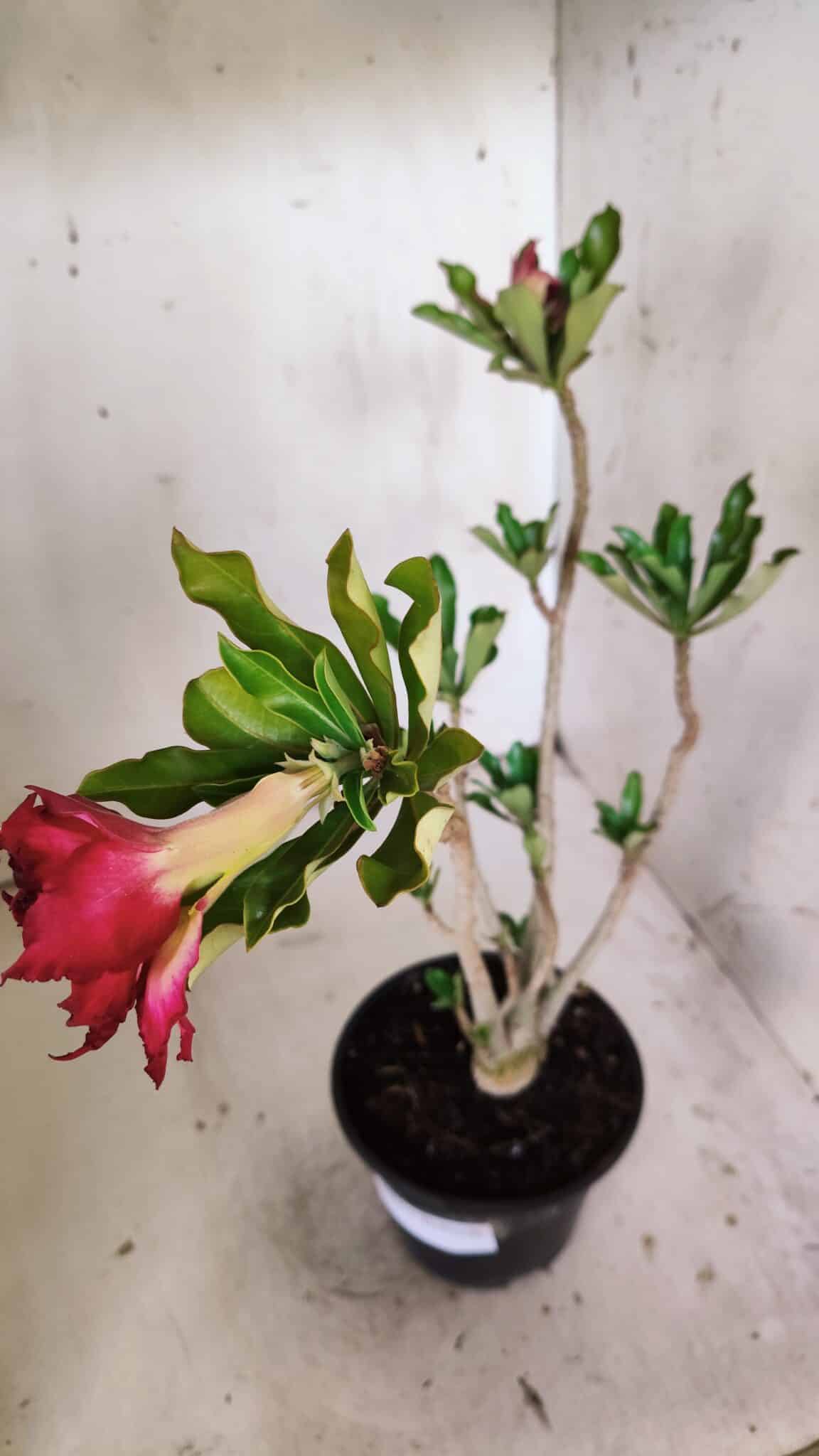 Planta Dobrada 3017 – 30cm – 02 anos