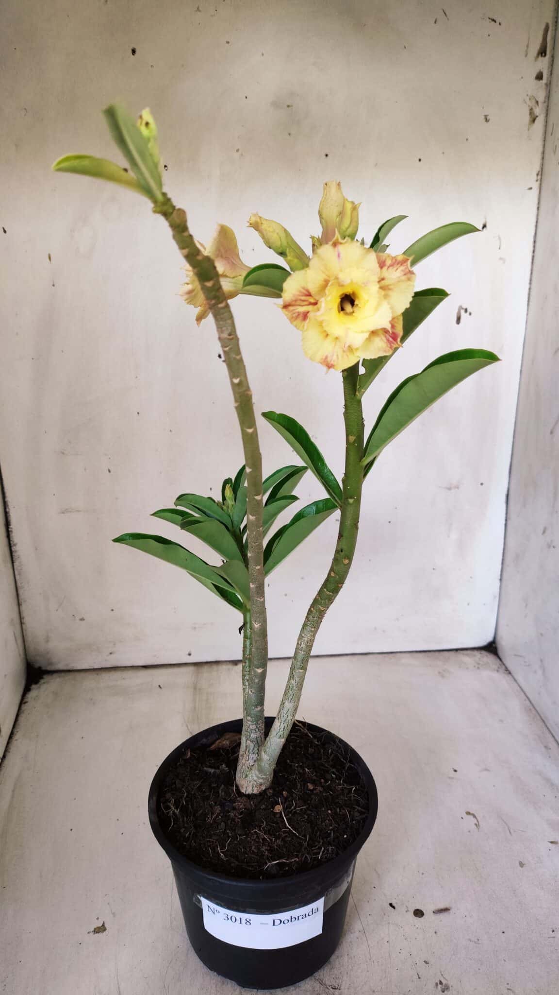 Planta Dobrada 3018 – 30cm – 02 anos