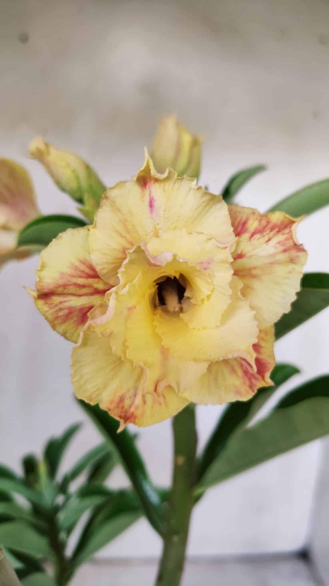 Planta Dobrada 3018 – 30cm – 02 anos