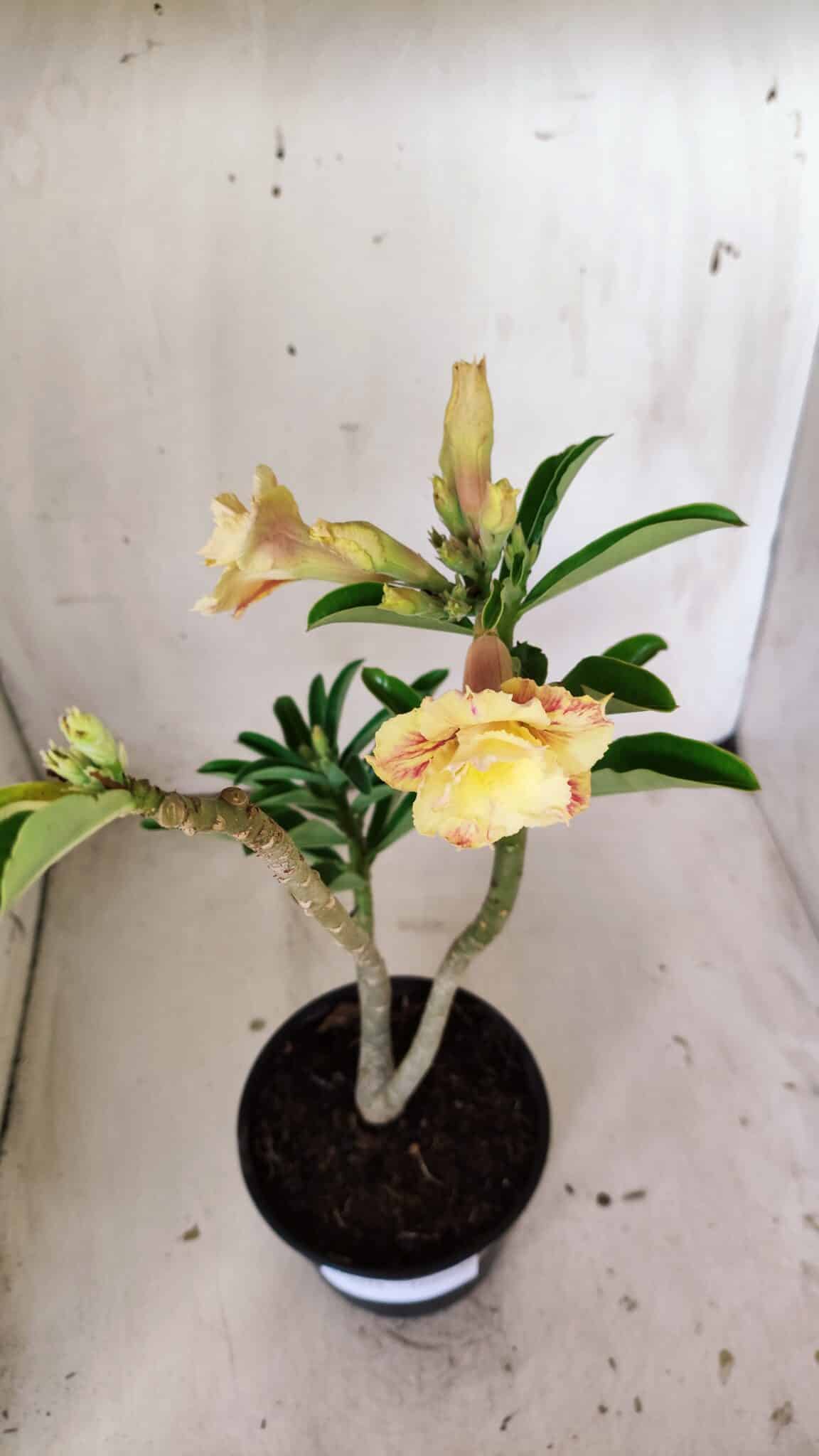 Planta Dobrada 3018 – 30cm – 02 anos