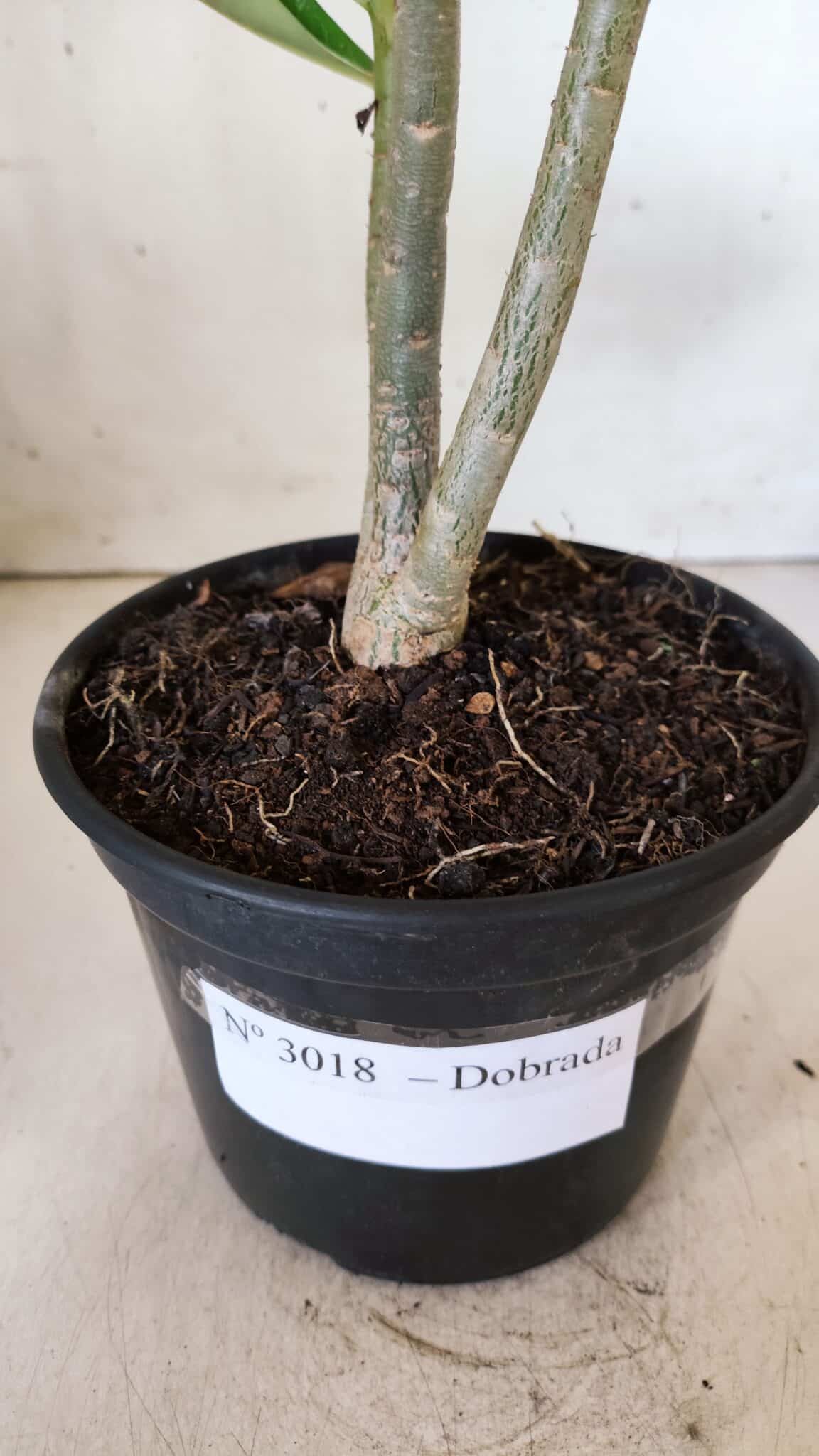 Planta Dobrada 3018 – 30cm – 02 anos