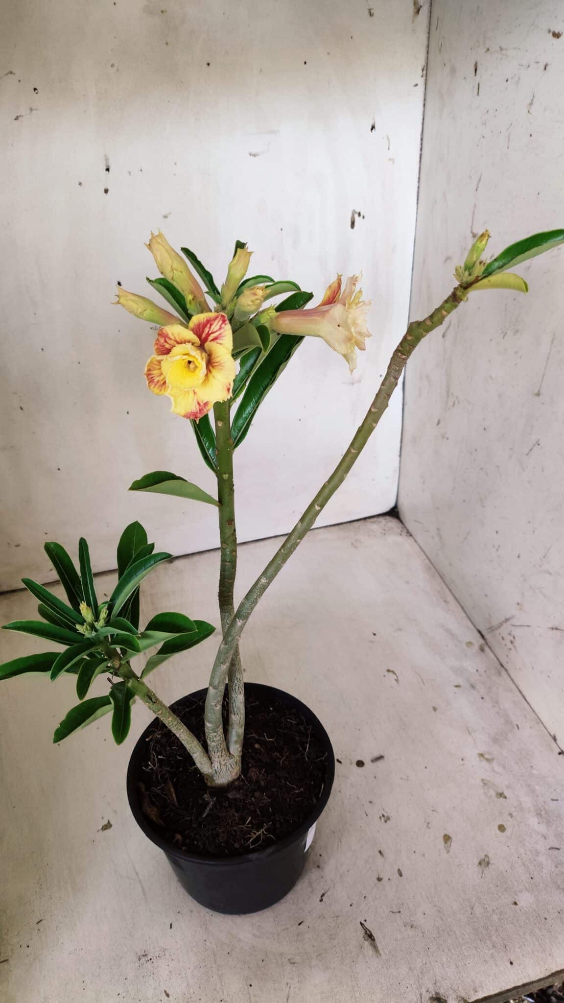 Planta Dobrada 3018 – 30cm – 02 anos