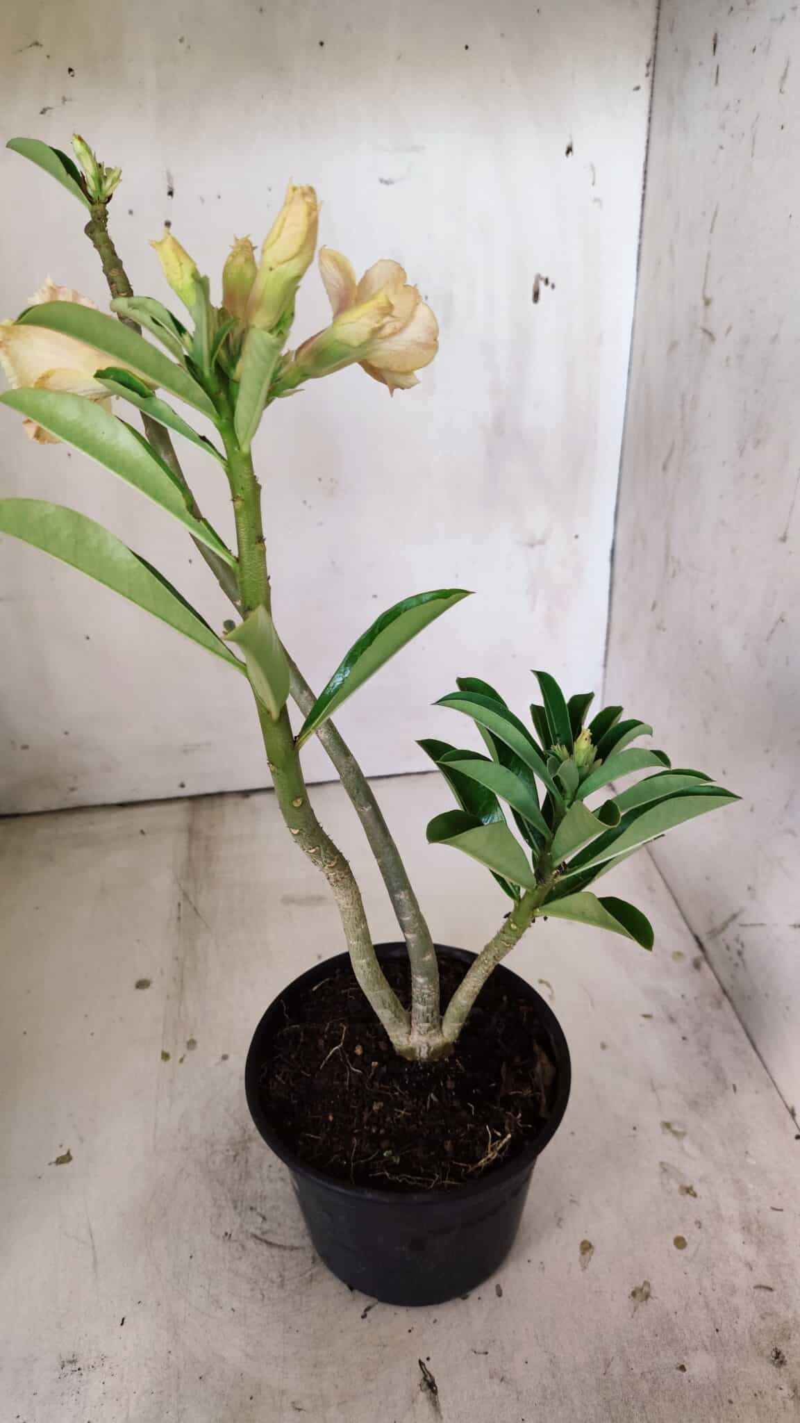 Planta Dobrada 3018 – 30cm – 02 anos