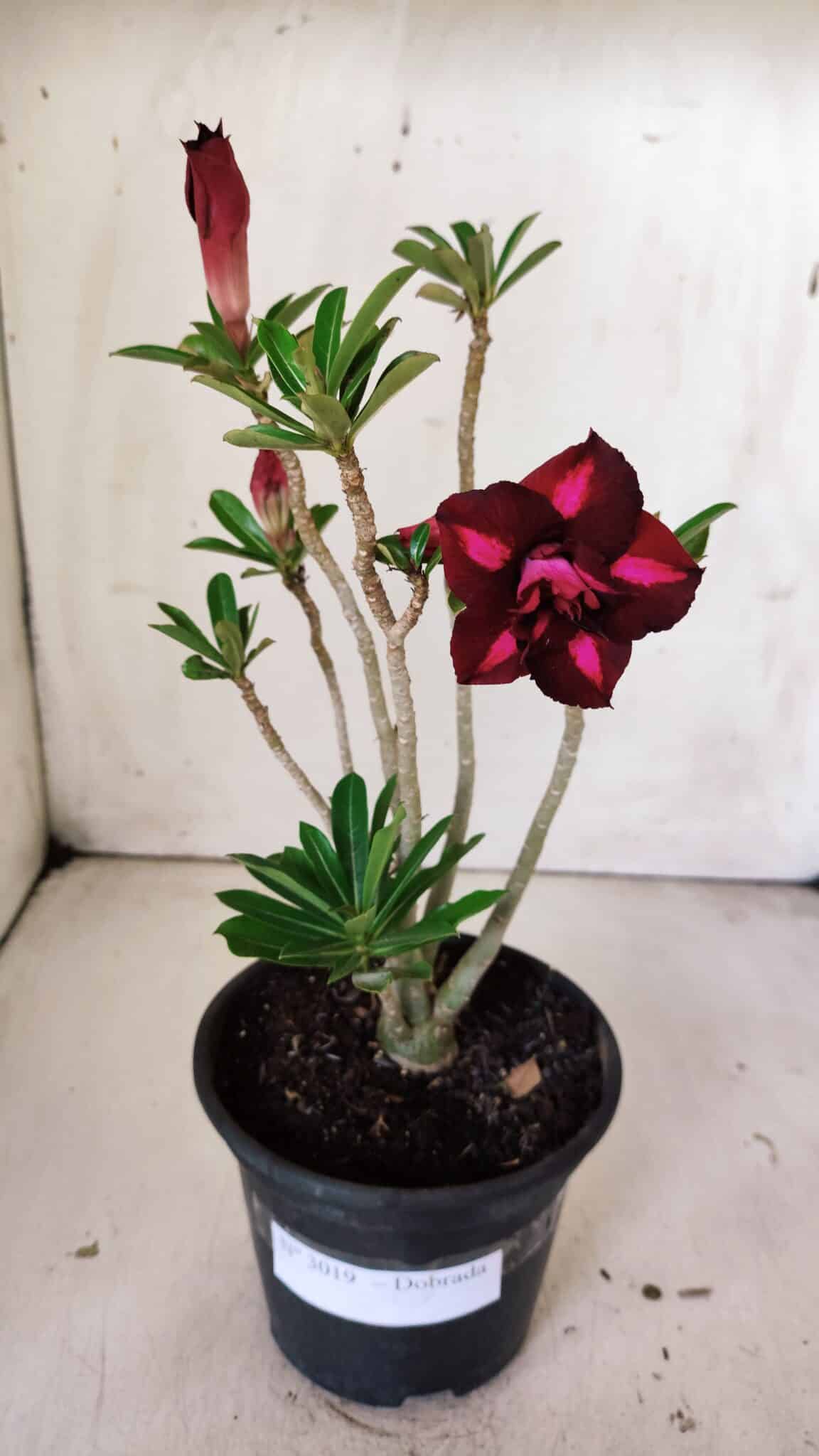 Planta Dobrada 3019 – 30cm – 02 anos