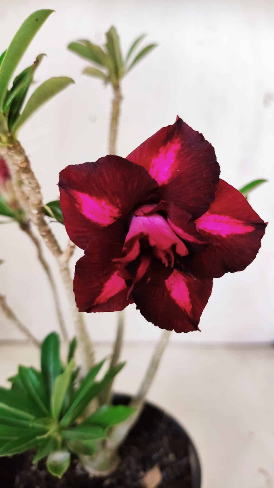 Planta Dobrada 3019 – 30cm – 02 anos