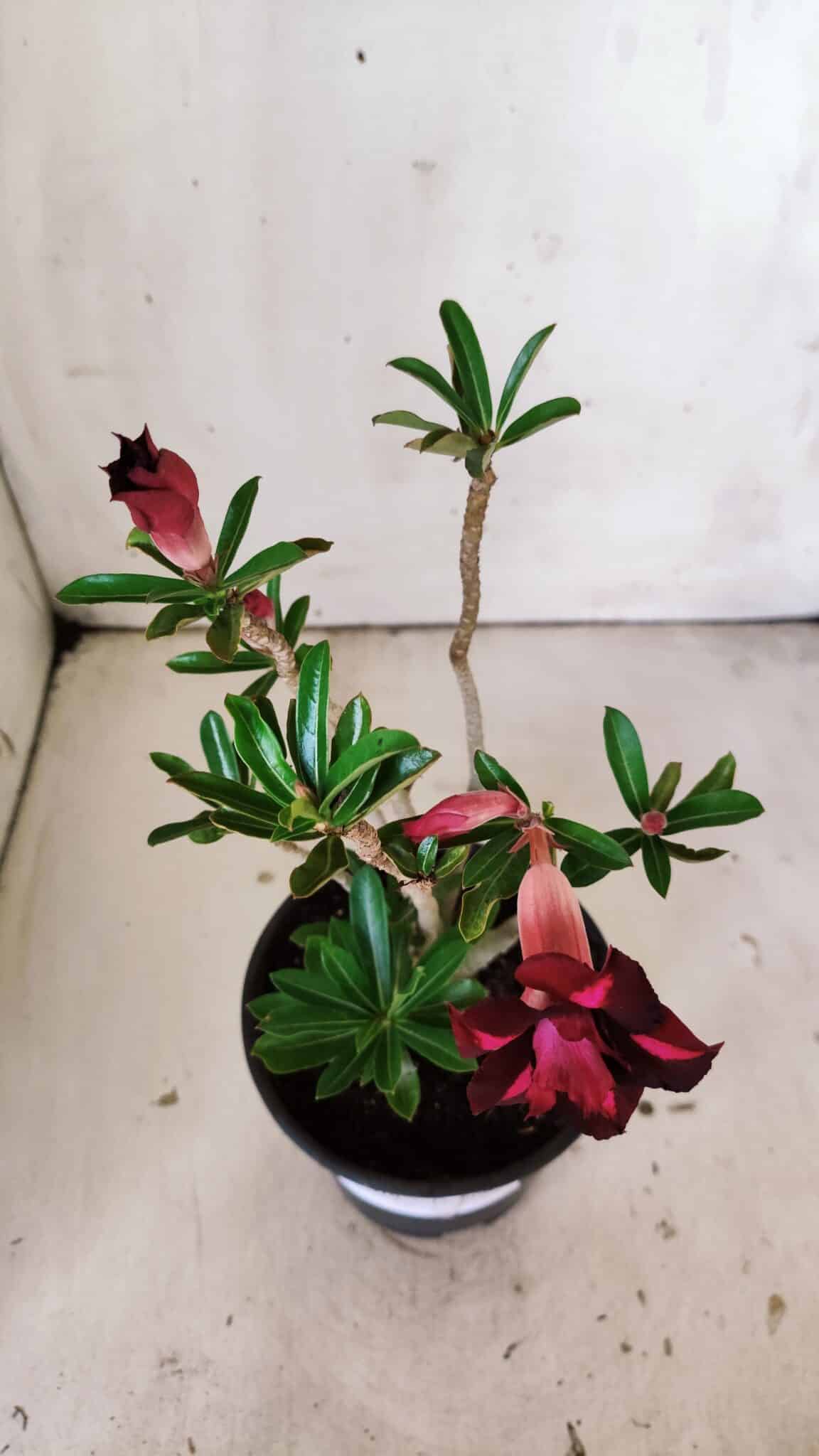 Planta Dobrada 3019 – 30cm – 02 anos