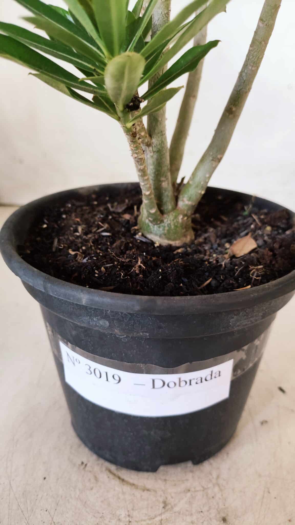 Planta Dobrada 3019 – 30cm – 02 anos