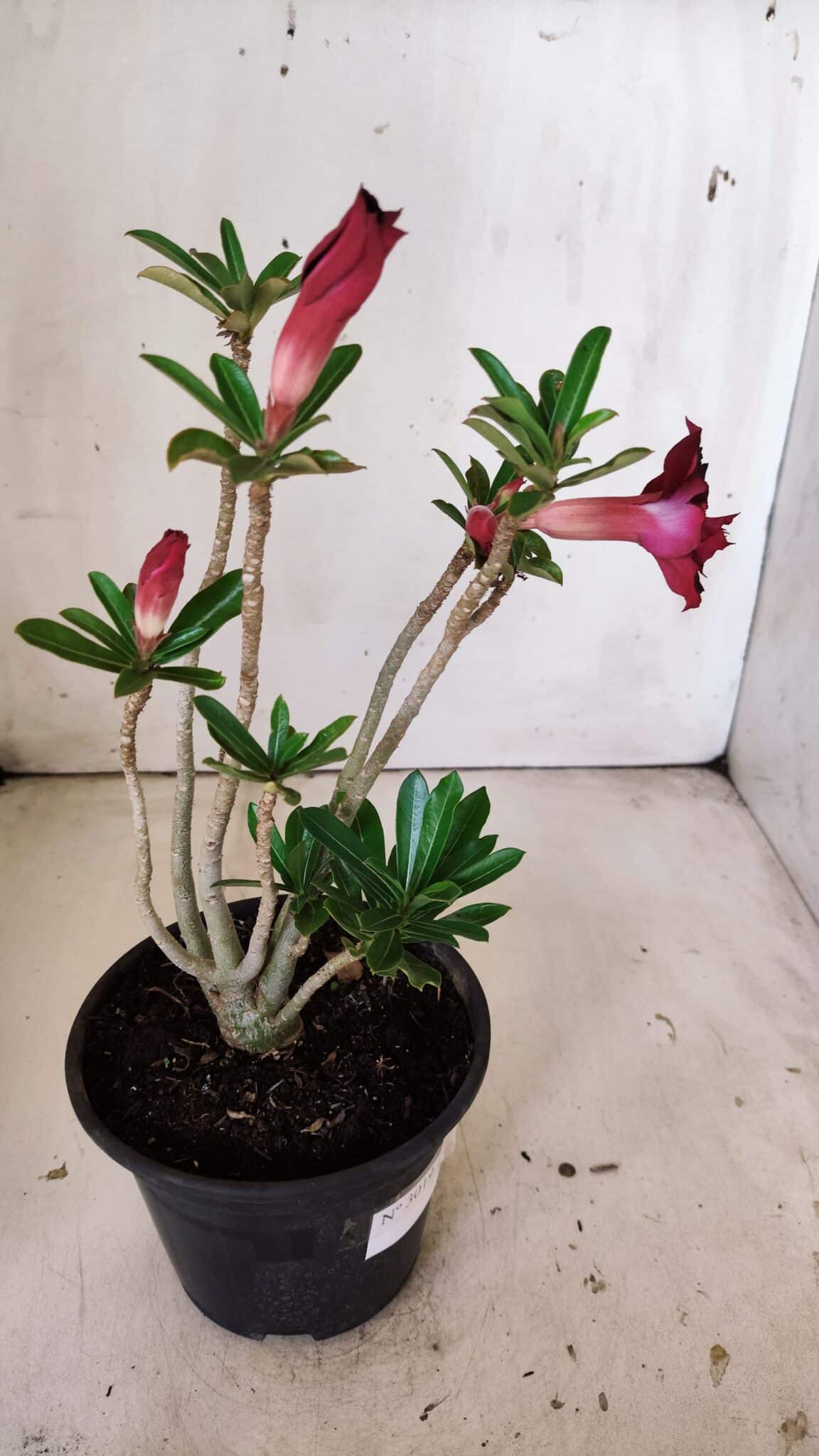 Planta Dobrada 3019 – 30cm – 02 anos