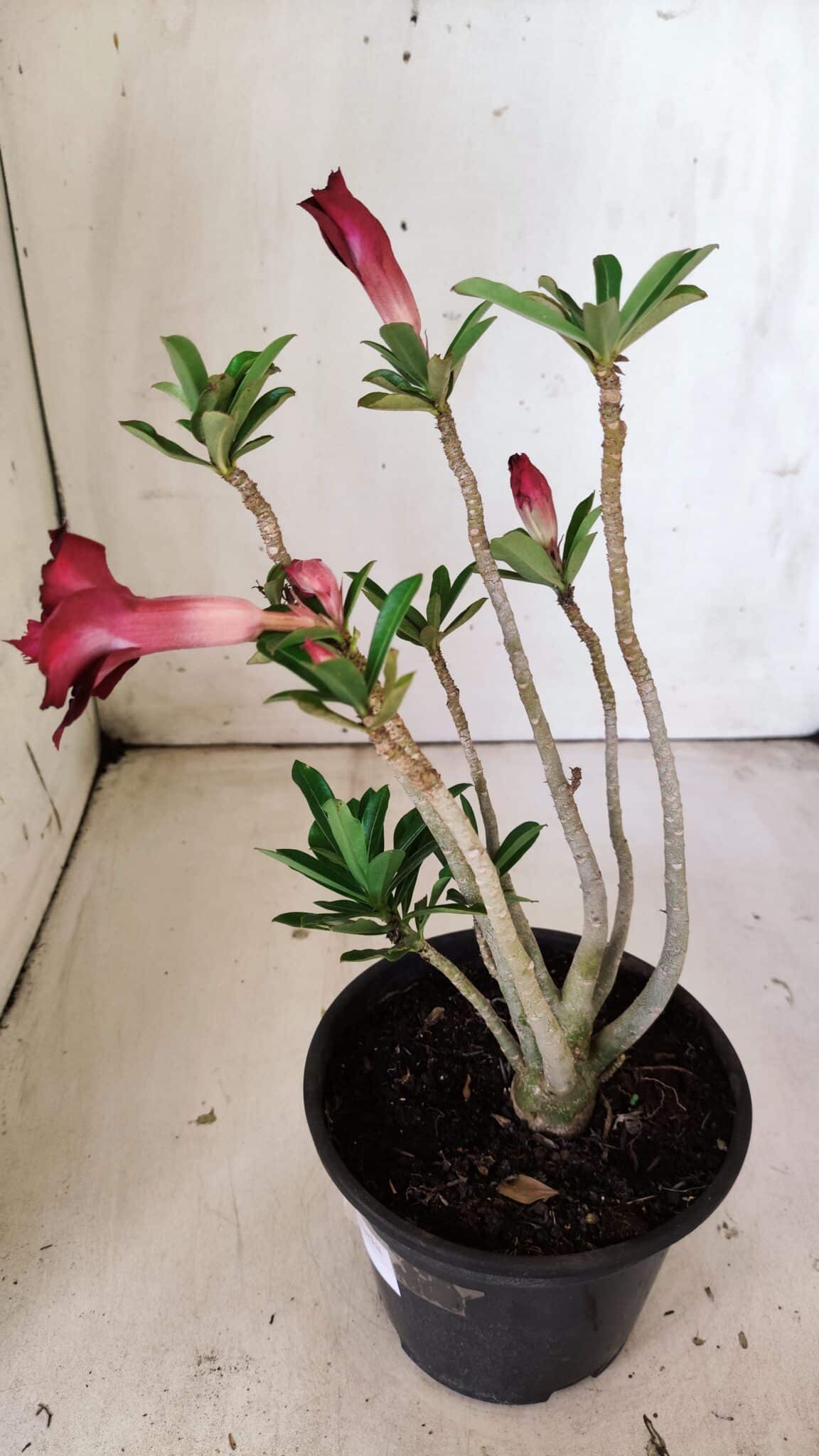 Planta Dobrada 3019 – 30cm – 02 anos