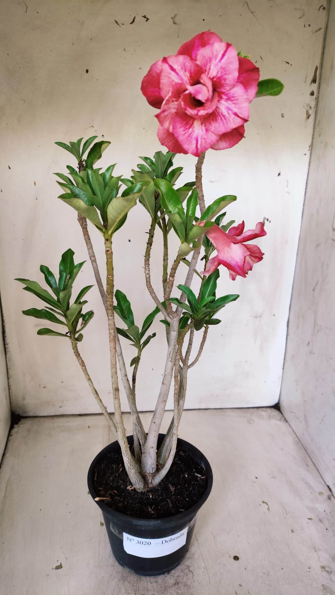Planta Dobrada 3020 – 35cm – 03 anos