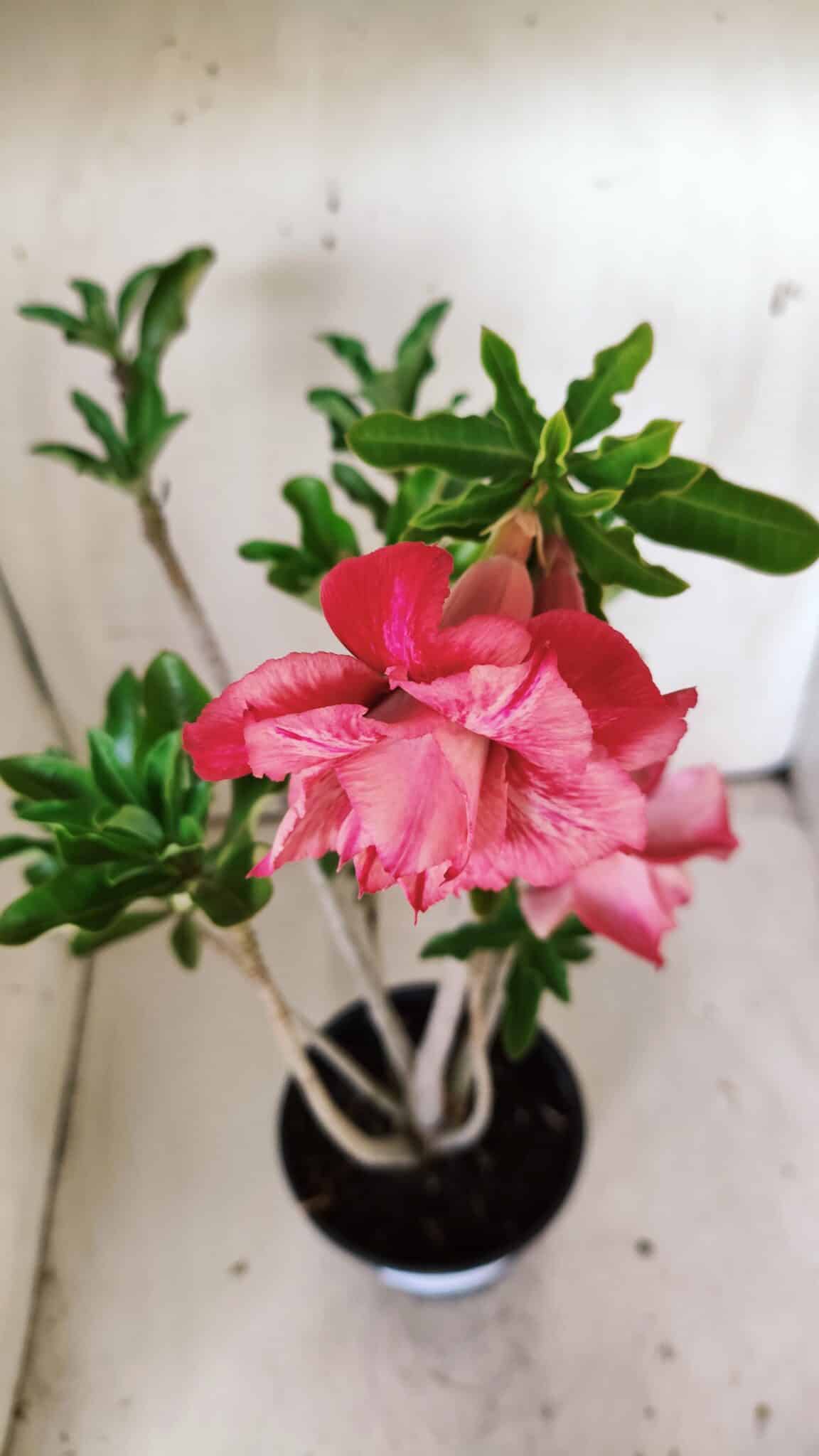 Planta Dobrada 3020 – 35cm – 03 anos