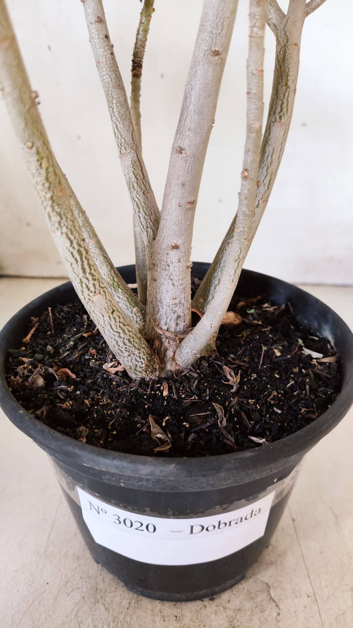 Planta Dobrada 3020 – 35cm – 03 anos
