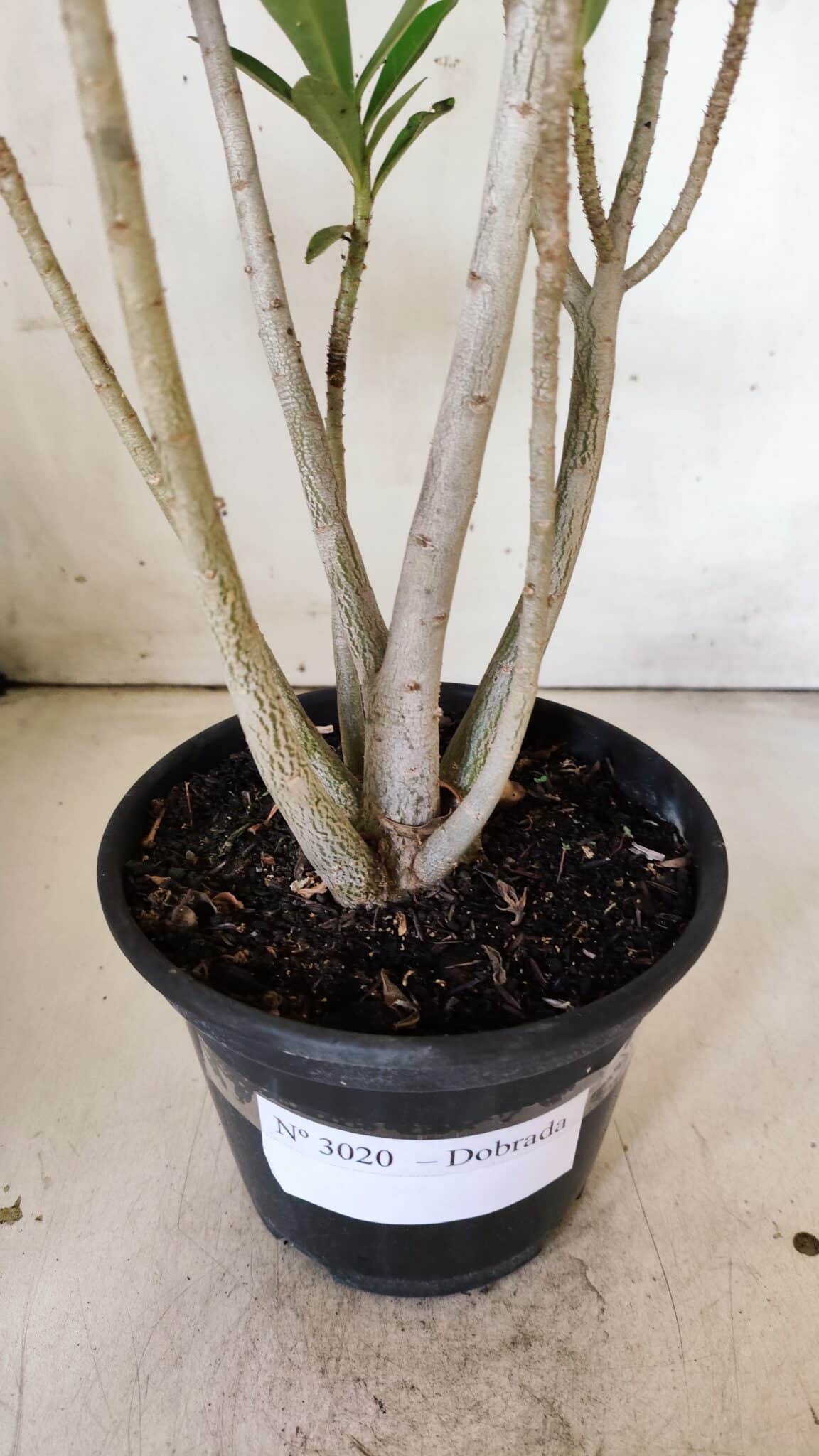Planta Dobrada 3020 – 35cm – 03 anos