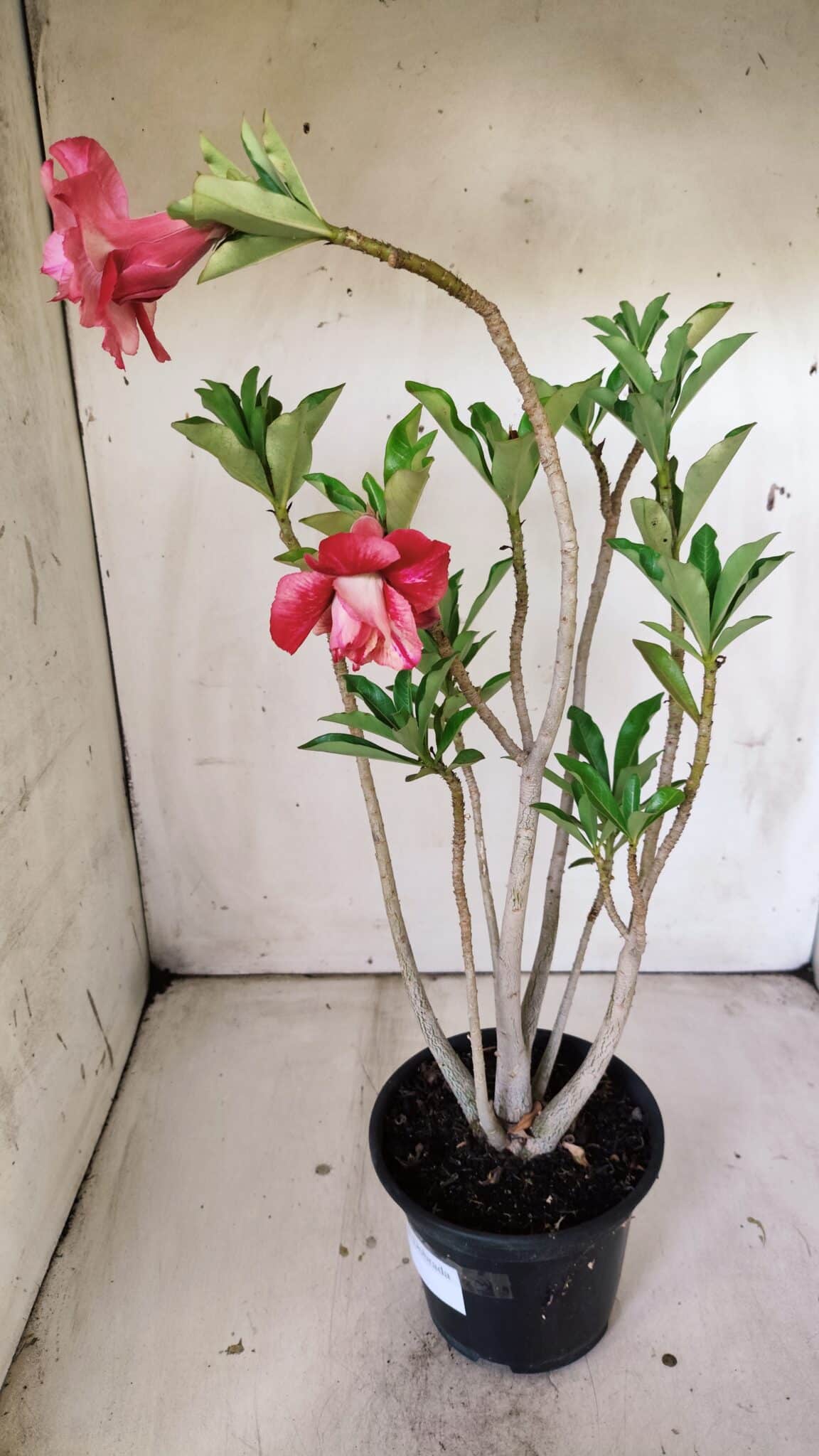 Planta Dobrada 3020 – 35cm – 03 anos