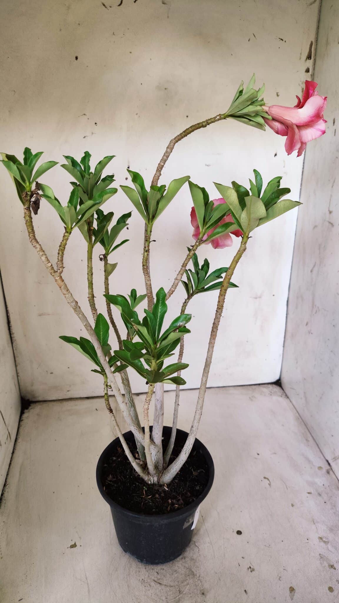 Planta Dobrada 3020 – 35cm – 03 anos