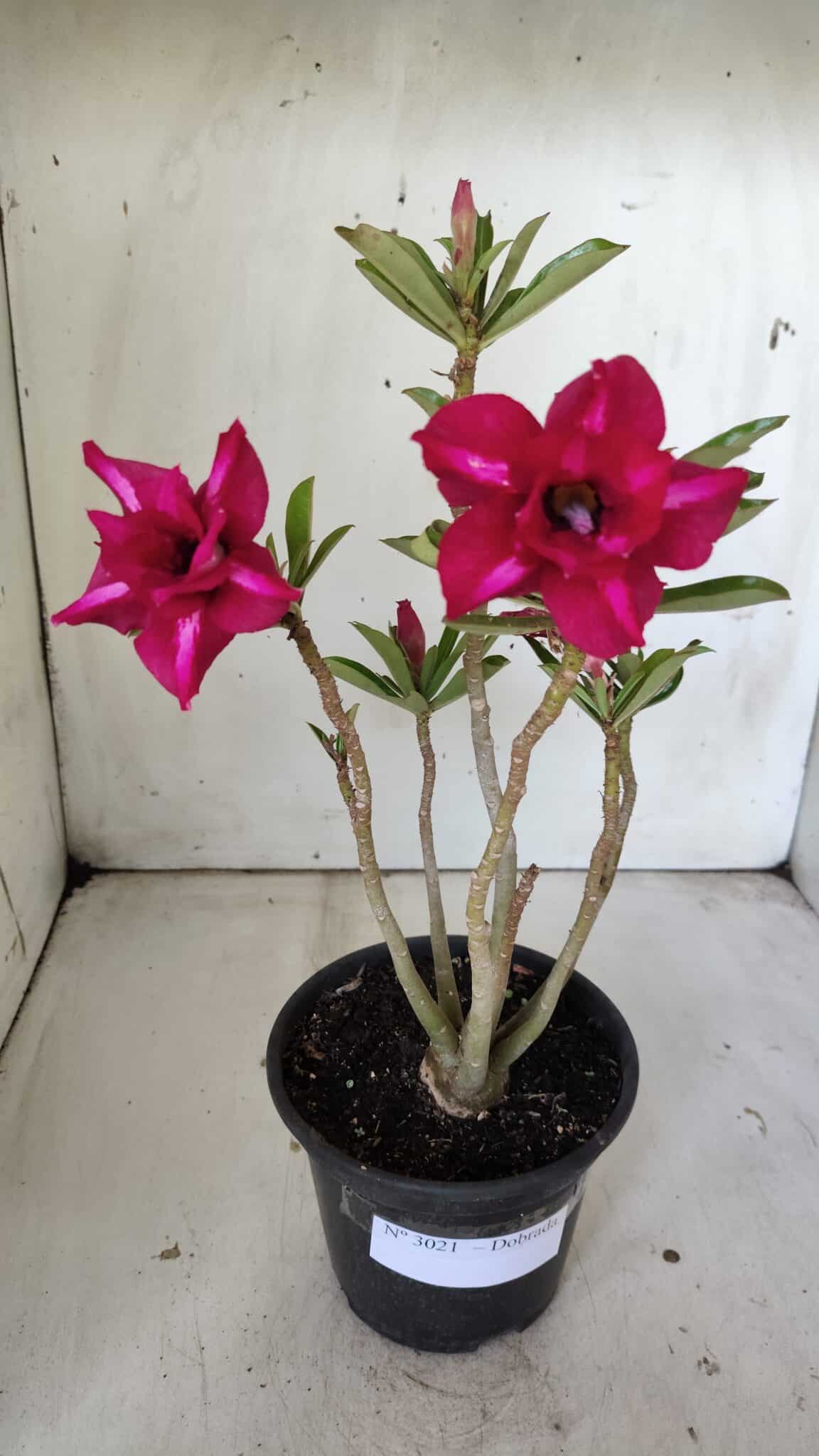 Planta Dobrada 3020 – 30cm – 02 anos