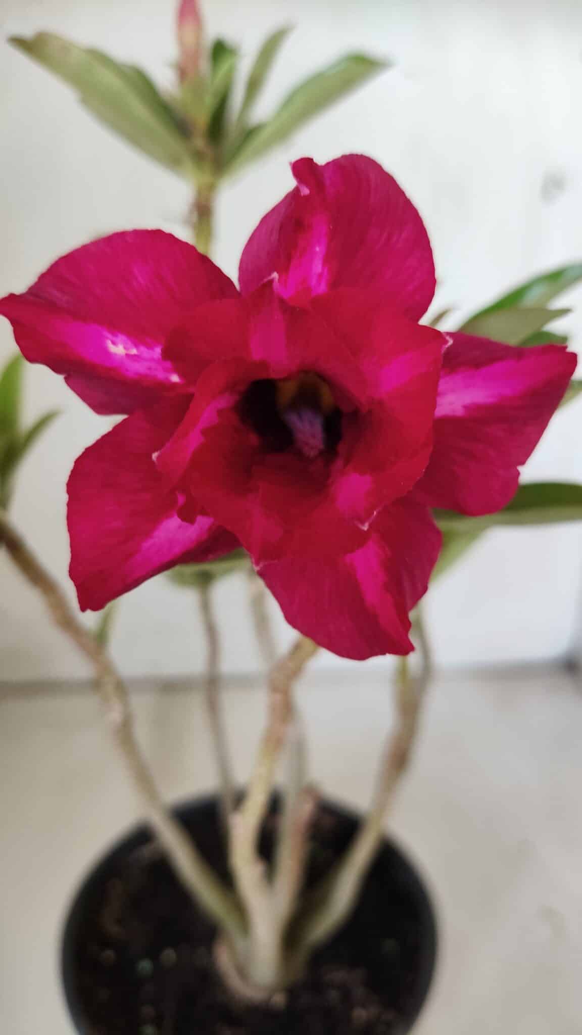 Planta Dobrada 3020 – 30cm – 02 anos