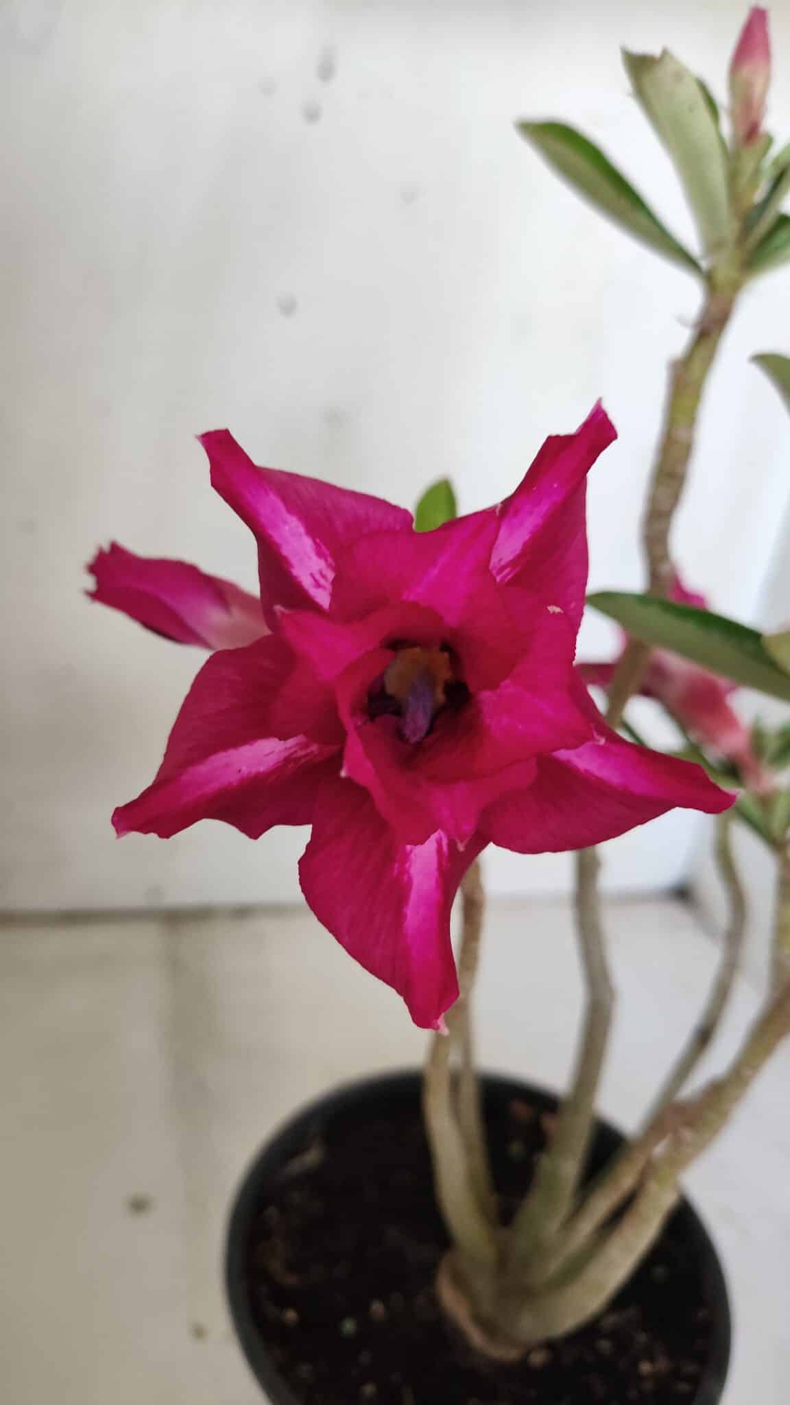 Planta Dobrada 3020 – 30cm – 02 anos