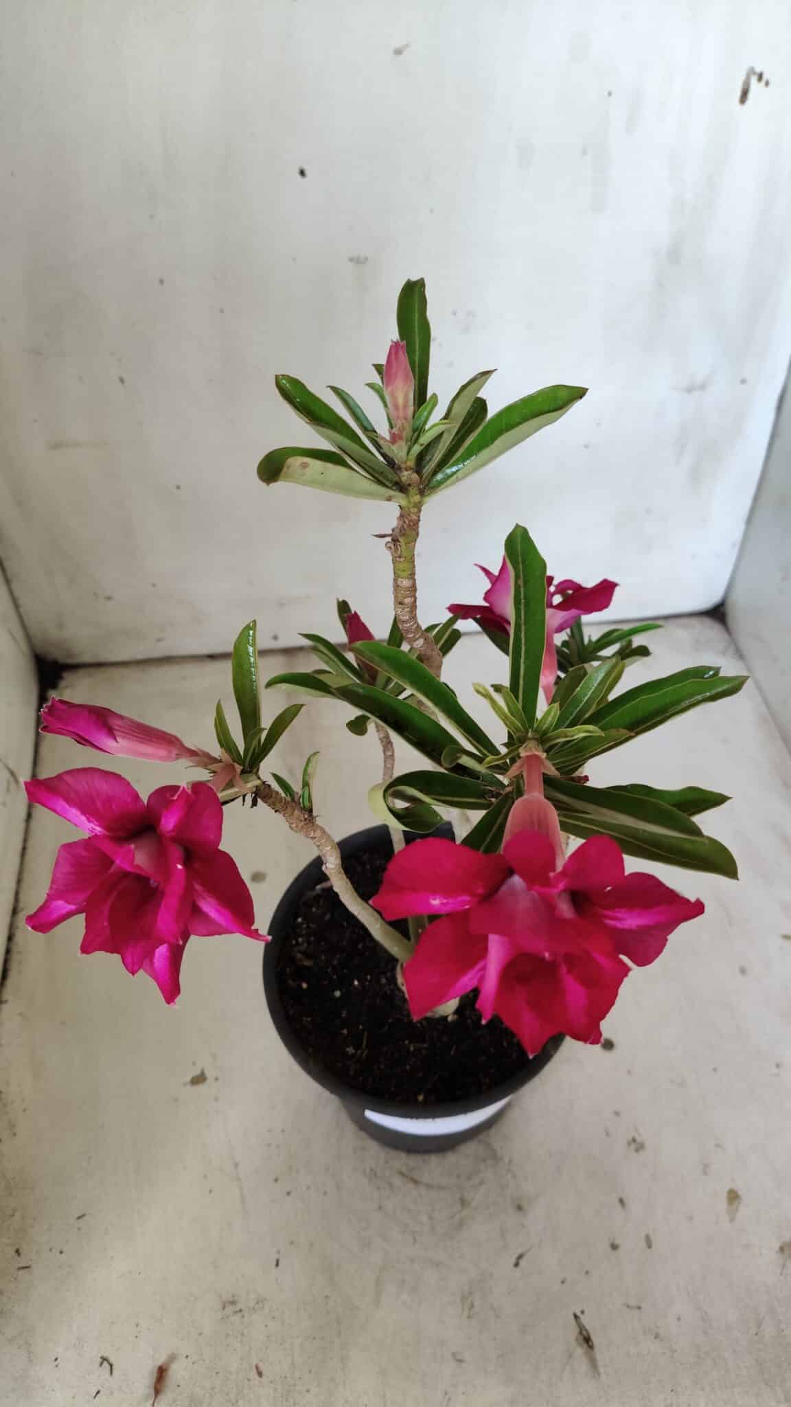 Planta Dobrada 3020 – 30cm – 02 anos