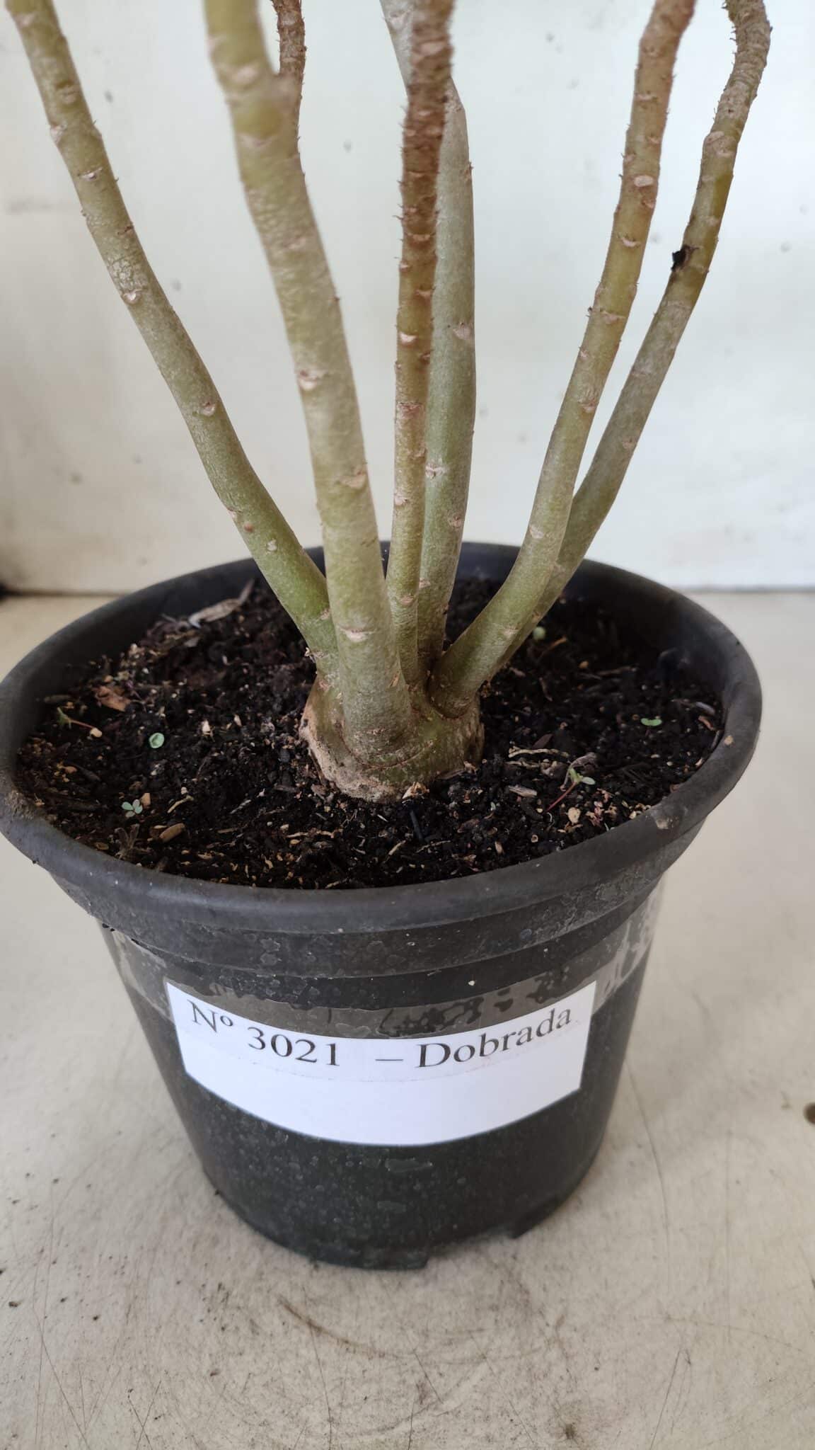 Planta Dobrada 3020 – 30cm – 02 anos