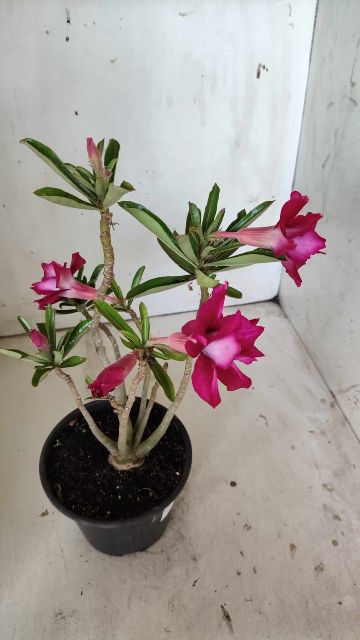 Planta Dobrada 3020 – 30cm – 02 anos