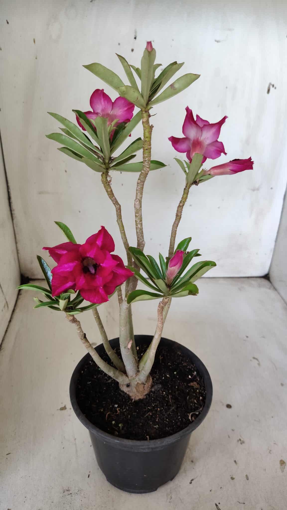 Planta Dobrada 3020 – 30cm – 02 anos