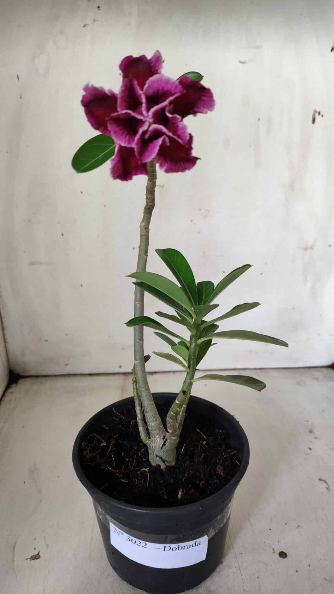 Planta Dobrada 3022 – 30cm – 02 anos