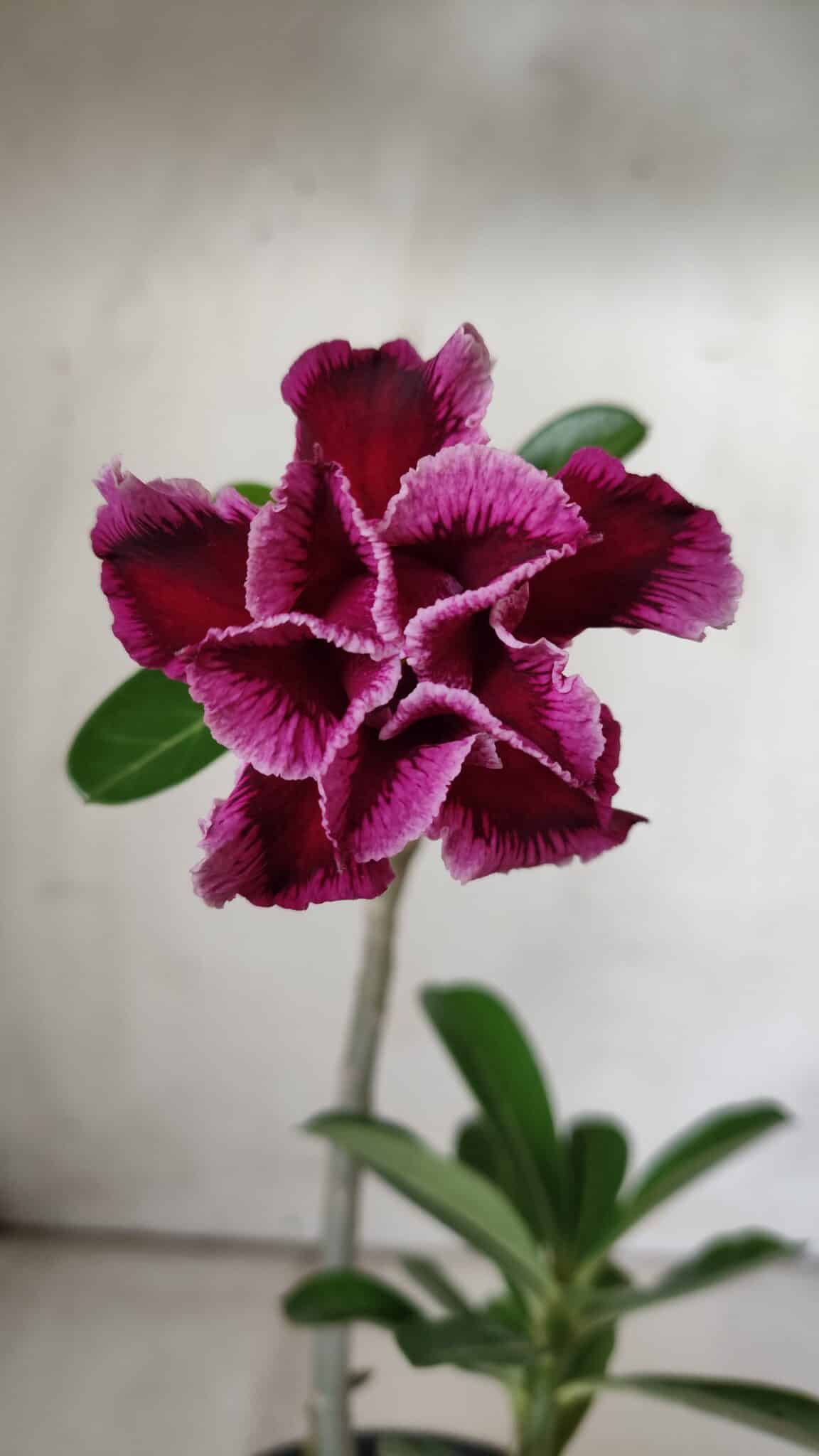 Planta Dobrada 3022 – 30cm – 02 anos