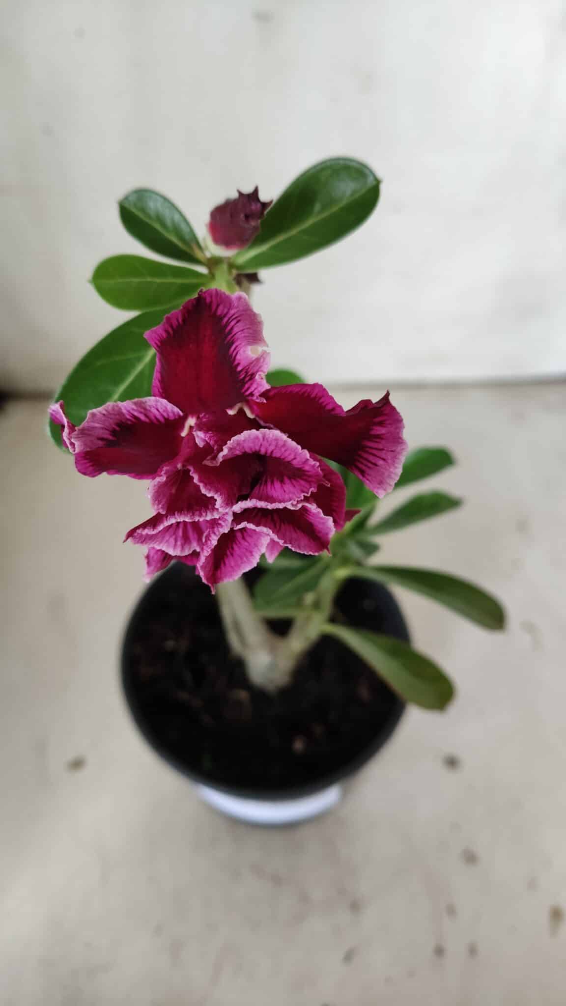Planta Dobrada 3022 – 30cm – 02 anos