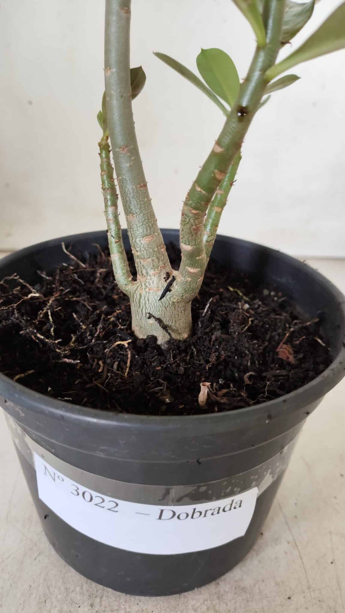 Planta Dobrada 3022 – 30cm – 02 anos