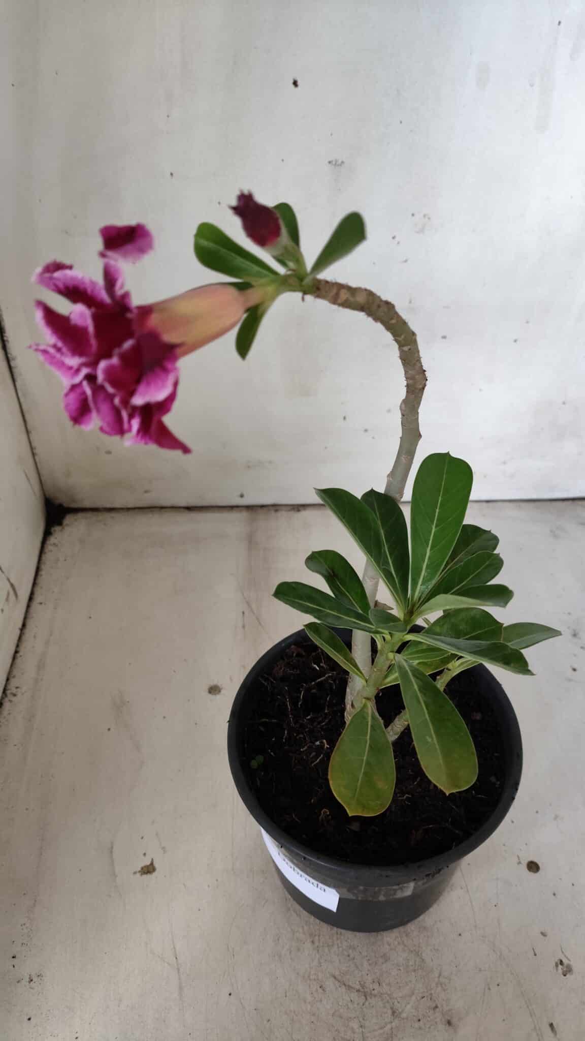 Planta Dobrada 3022 – 30cm – 02 anos