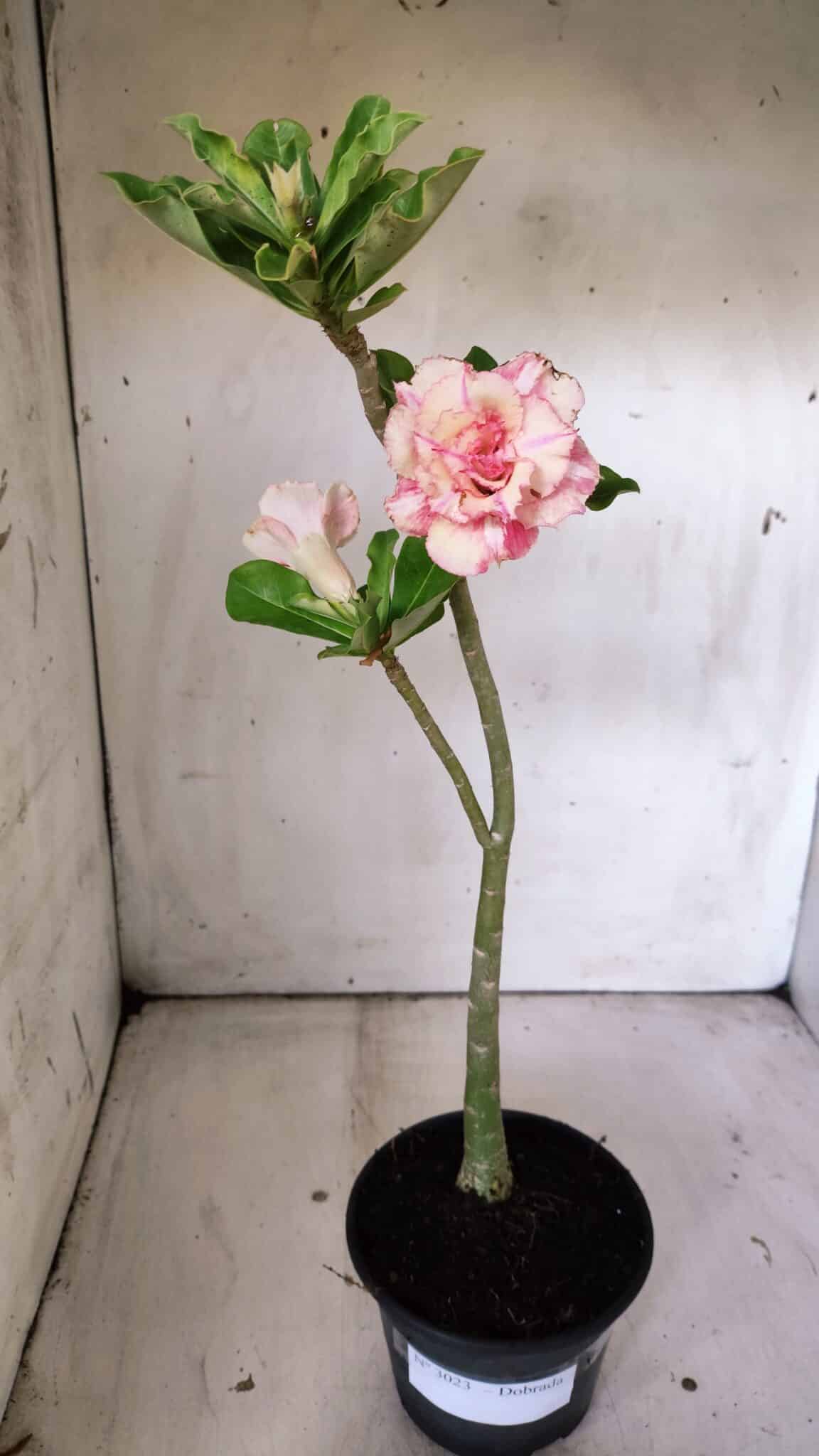 Planta Dobrada 3023 – 30cm – 02 anos