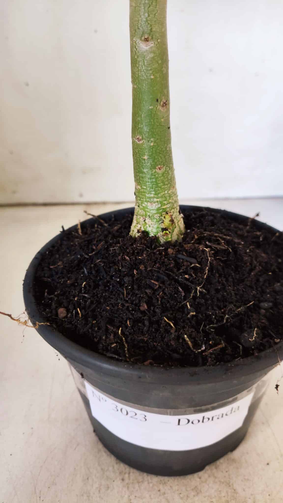 Planta Dobrada 3023 – 30cm – 02 anos