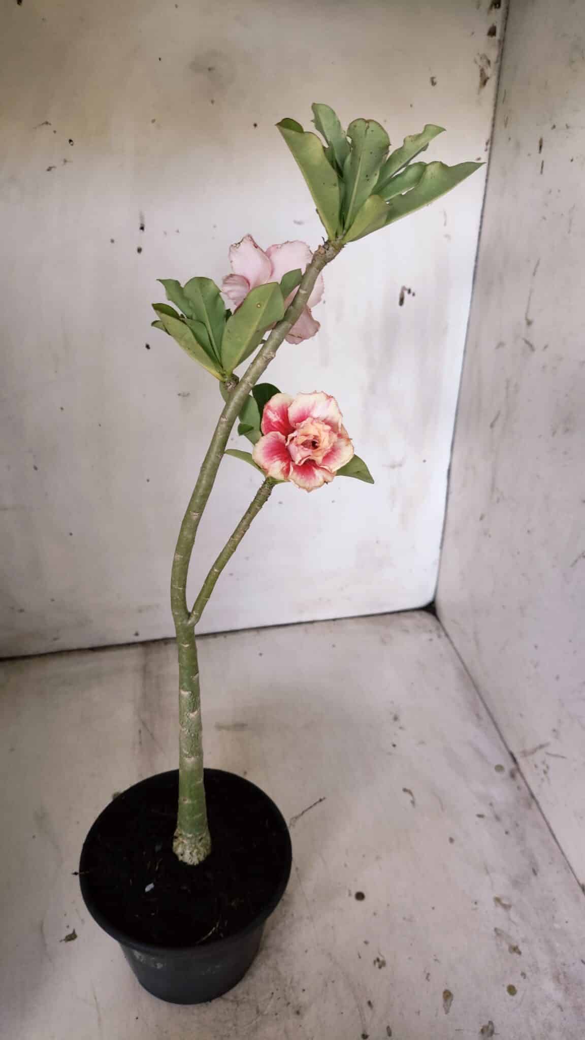 Planta Dobrada 3023 – 30cm – 02 anos
