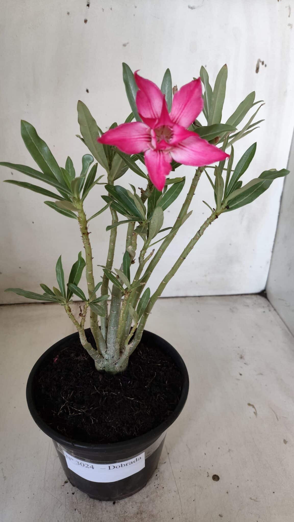 Planta Dobrada 3024 – 30cm – 02 anos