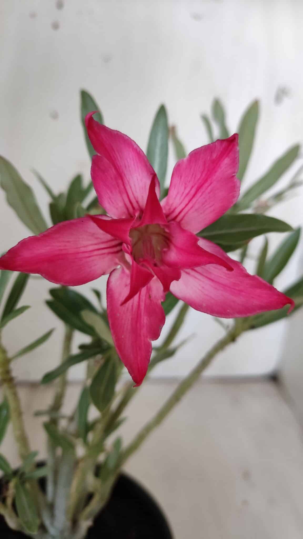 Planta Dobrada 3024 – 30cm – 02 anos