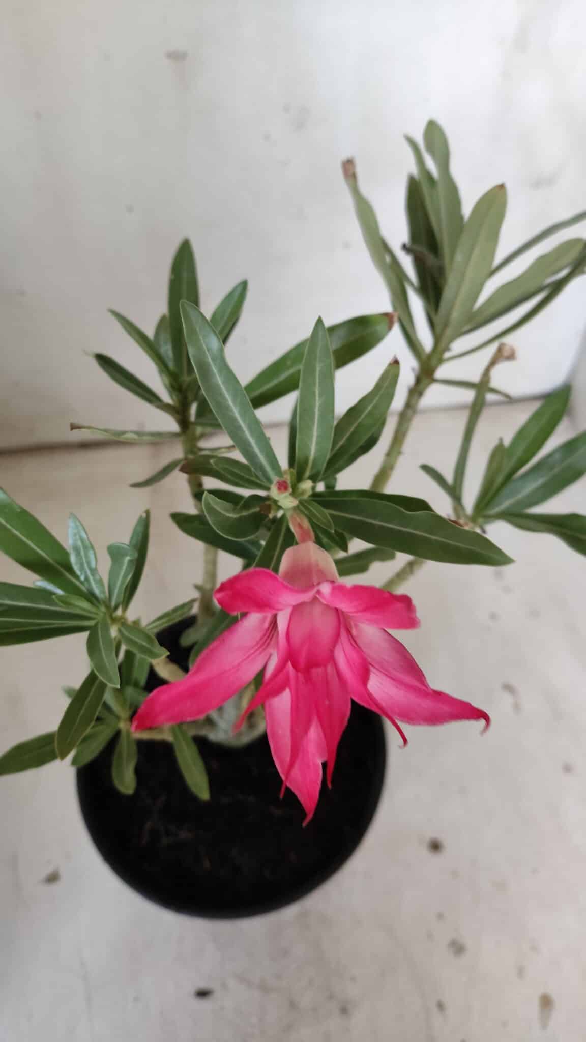 Planta Dobrada 3024 – 30cm – 02 anos
