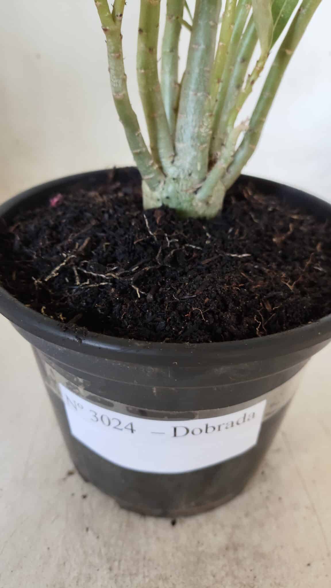 Planta Dobrada 3024 – 30cm – 02 anos