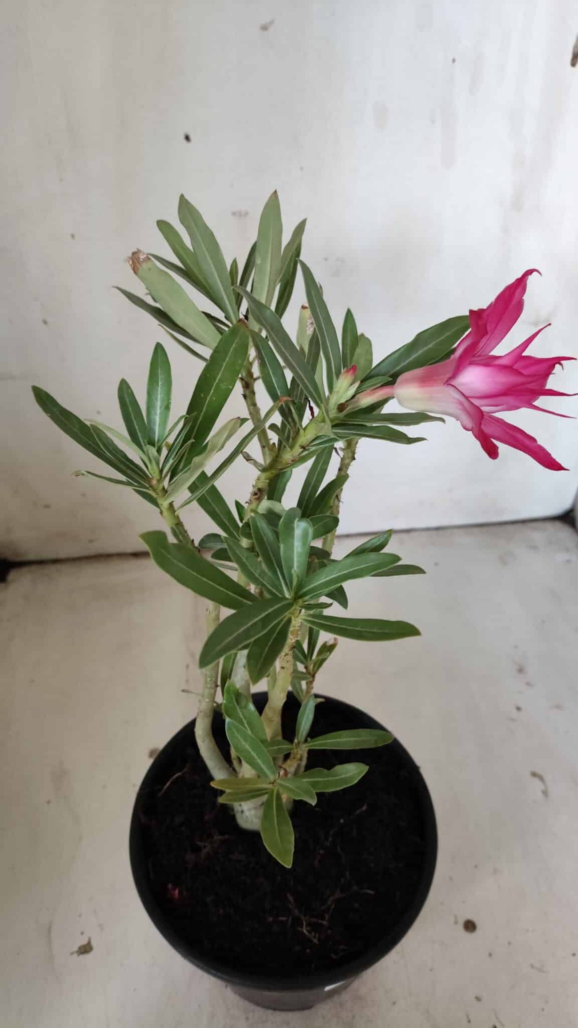 Planta Dobrada 3024 – 30cm – 02 anos