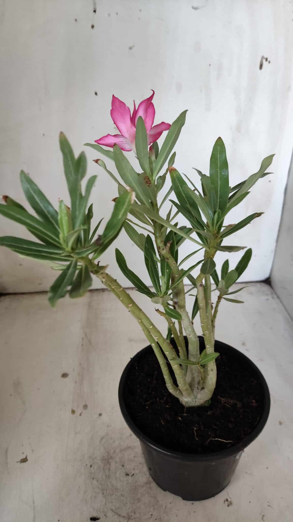 Planta Dobrada 3024 – 30cm – 02 anos