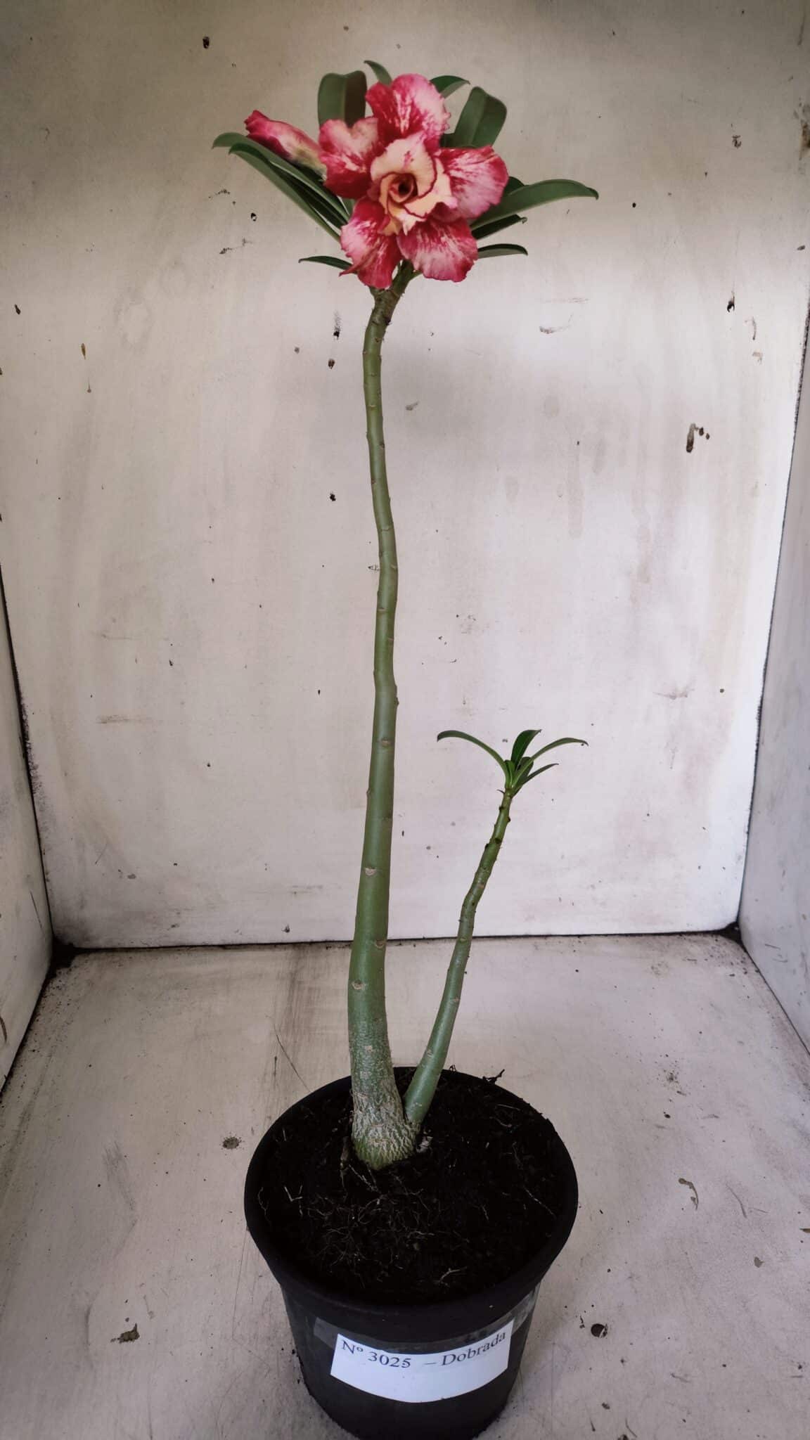 Planta Dobrada 3025 – 30cm – 02 anos