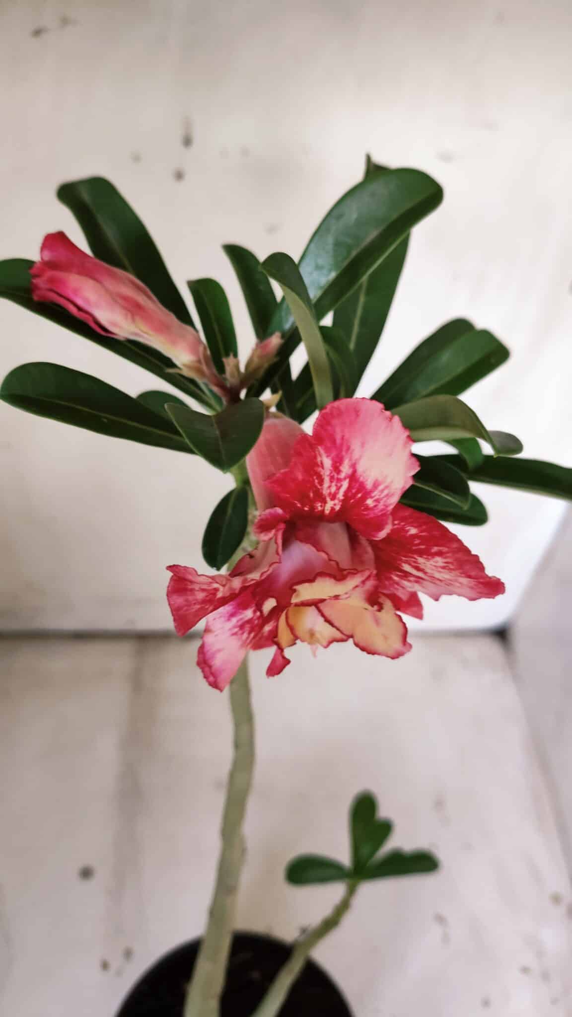 Planta Dobrada 3025 – 30cm – 02 anos