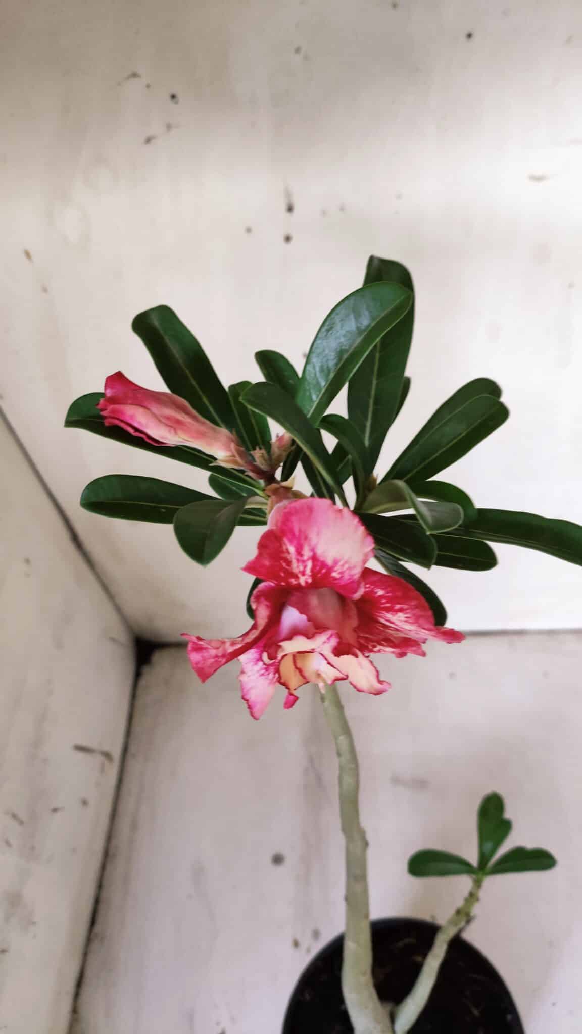 Planta Dobrada 3025 – 30cm – 02 anos